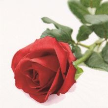 Serviette rote Rose 20 Stück, 33x33cm